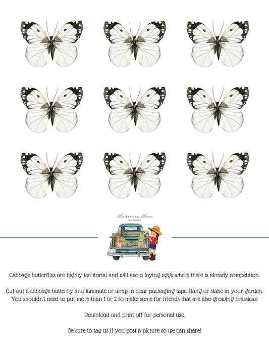 Cabbage White Butterfly Free Garden Printable